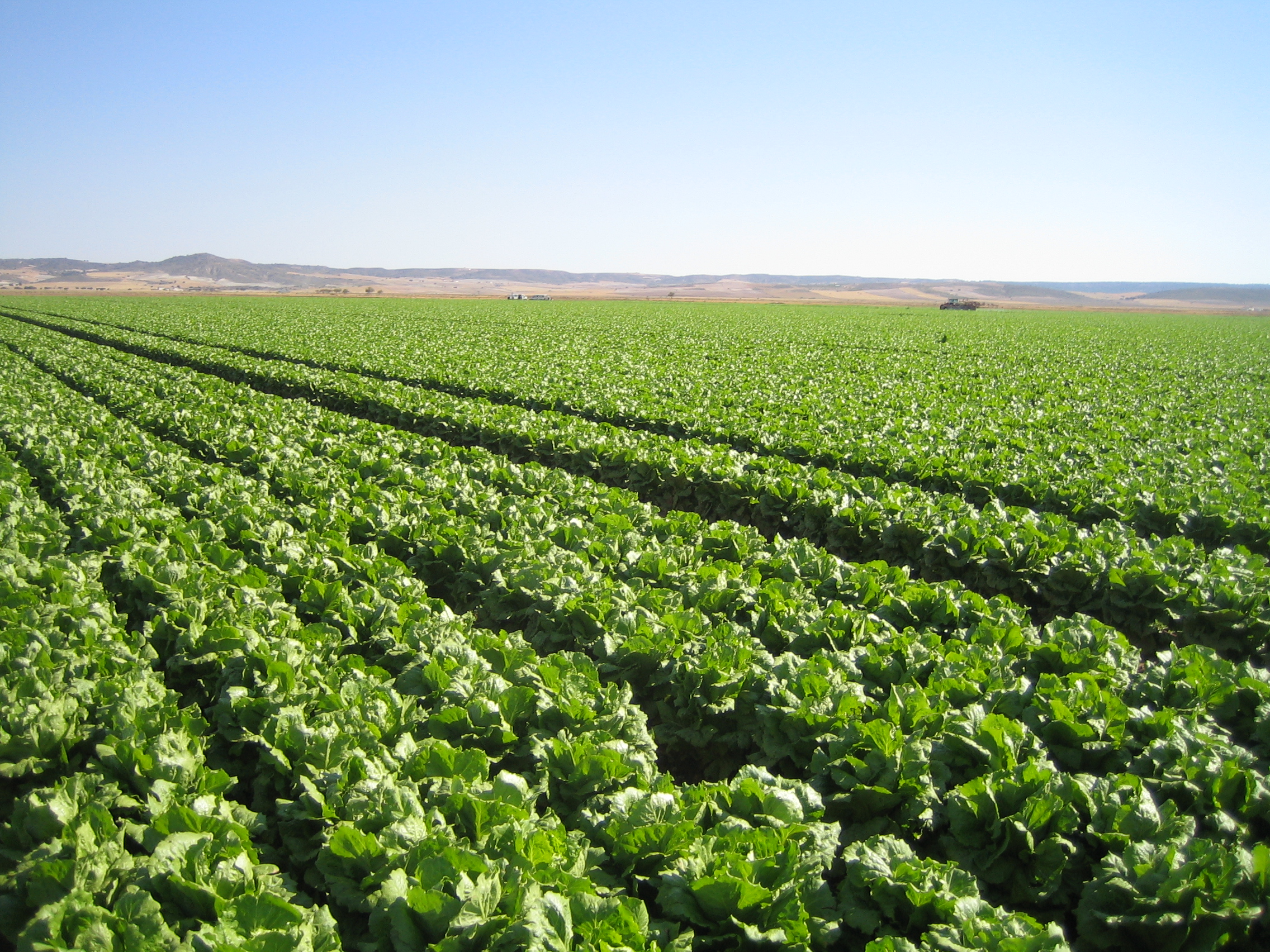 Scenic photo of a field of Iceberg in Spain