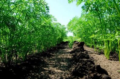 Carrot field