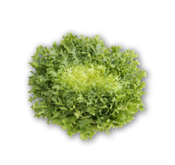 Endive