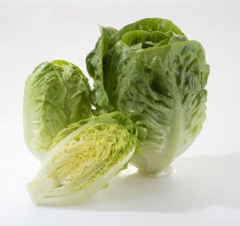 Lettuce Little Gem