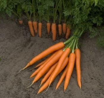 Carrot expert Coreo