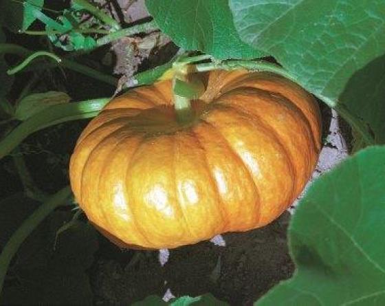 Pumpkin