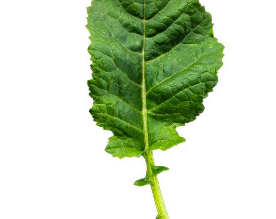 picture of the kale on a white background