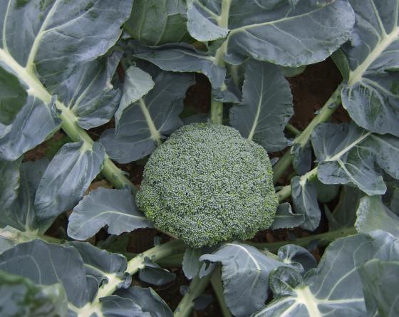 Photo of broccoli in a field