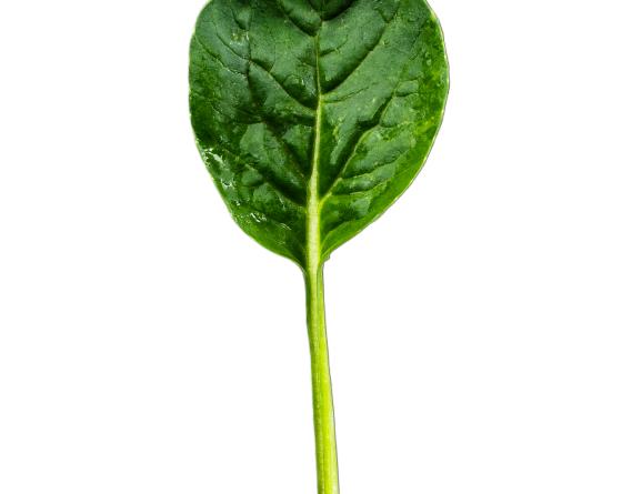 photo of leaf on white background