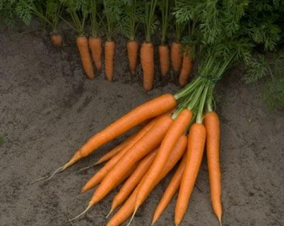 Carrot expert Coreo